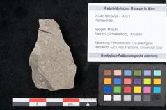 Foto (Objekt + Etikett) von Plantae indet.  (NHMW-GEO-2024-0188-6699)